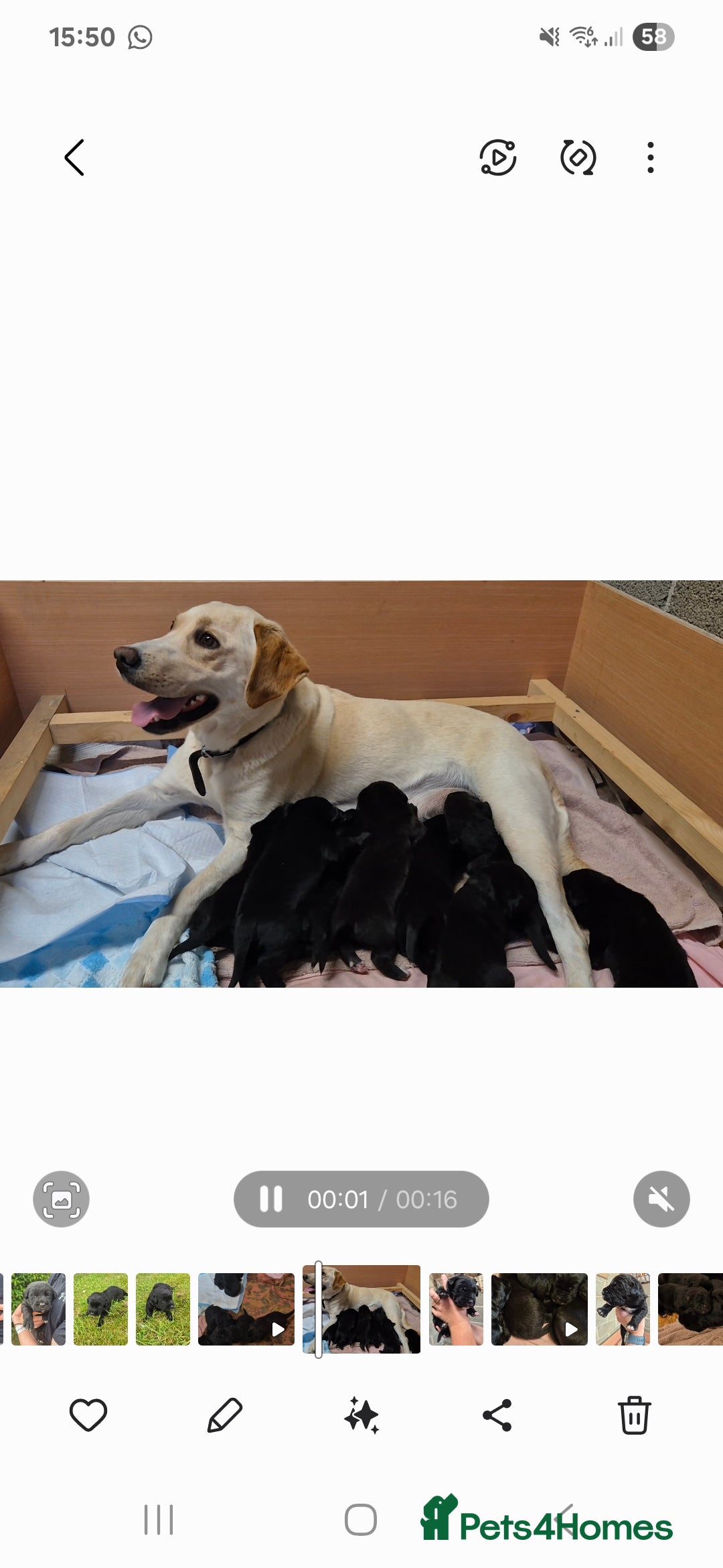 Labrador Retriever dogs for sale: Borador puppies! - Image 14
