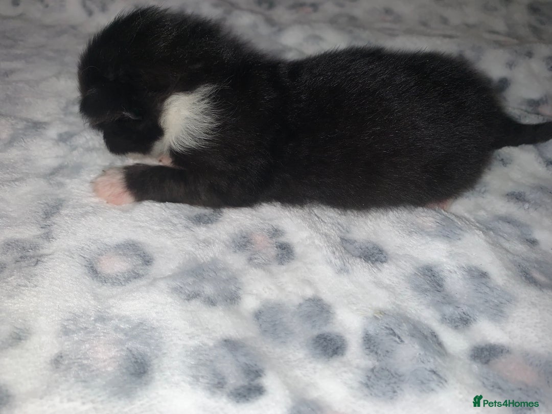 Mixed Breed cats for sale: Bright tabby’s and black kittens  - Advert 15