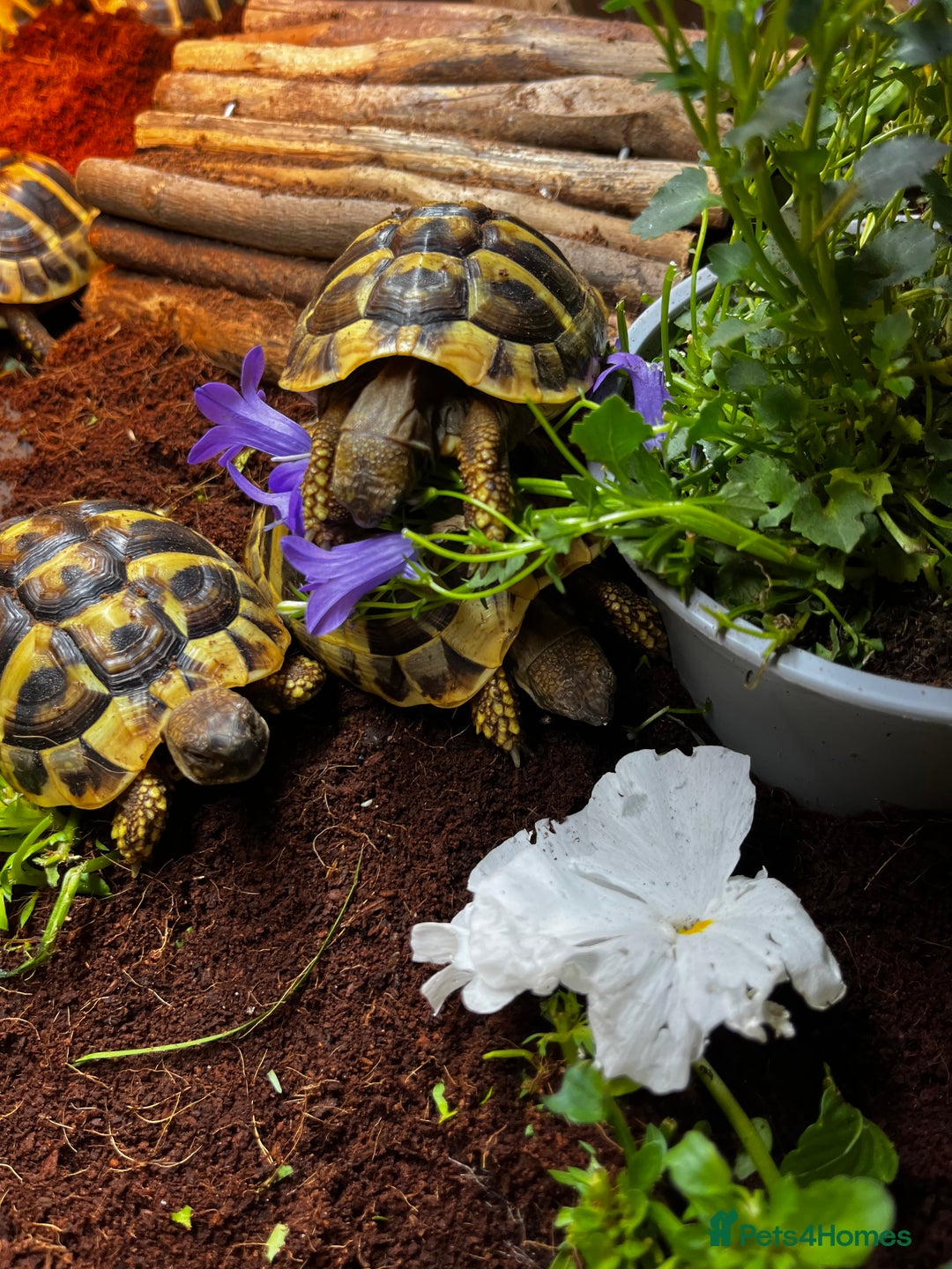 Hermann Tortoise reptiles for sale: Hermanns Tortoise babies - Image 14