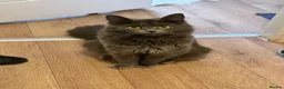 Mixed Breed cats for sale: Only one beautiful fluffy boy left! in Faringdon - Advert 4