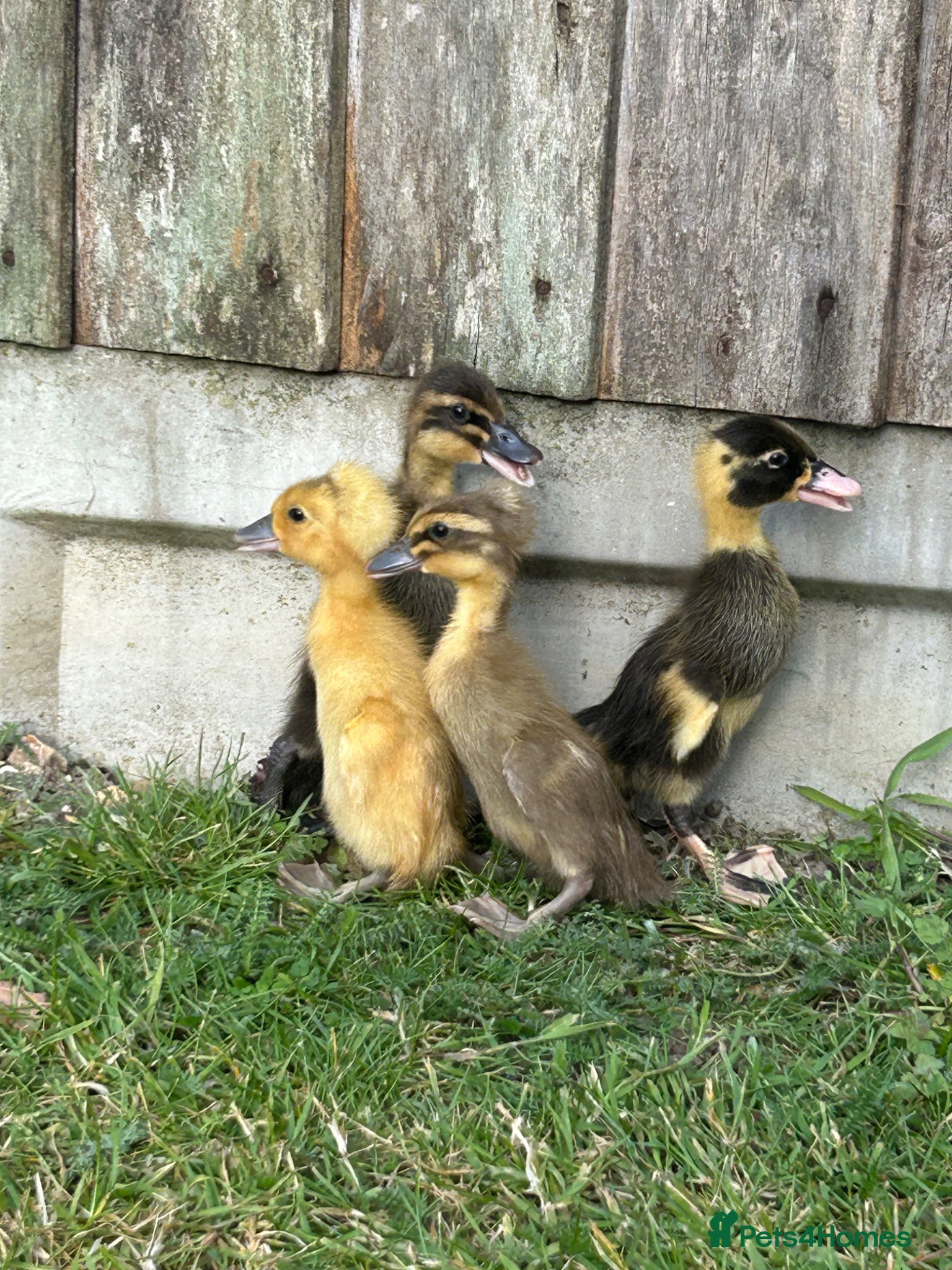 Ducks poultry Females runner ducklings  - Advert 1