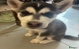 Siberian Husky dogs for sale: Malamute x Siberian husky boy puppy - Image 1
