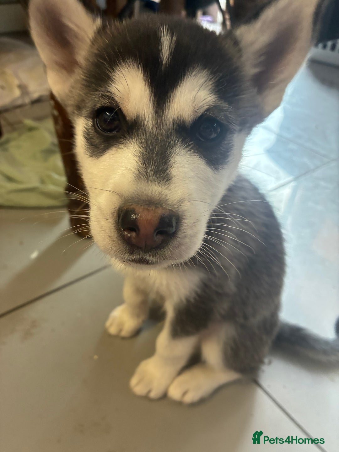 Siberian Husky dogs for sale: Malamute x Siberian husky boy puppy - Image 1