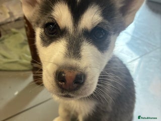 Siberian Husky dogs - Advert 3
