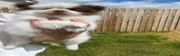 Pomeranian dogs for sale: Adorable Pomeranian puppy’s  - Advert 6