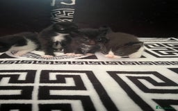 Mixed Breed cats for sale: Toxido kittens  - Image 31