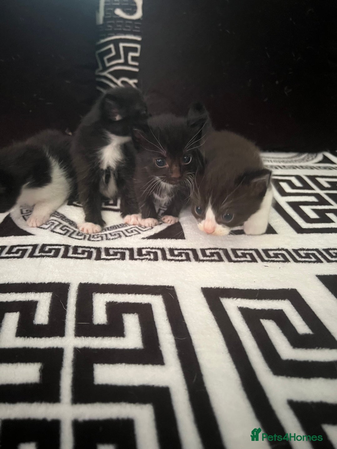 Mixed Breed cats for sale: Toxido kittens  - Image 31