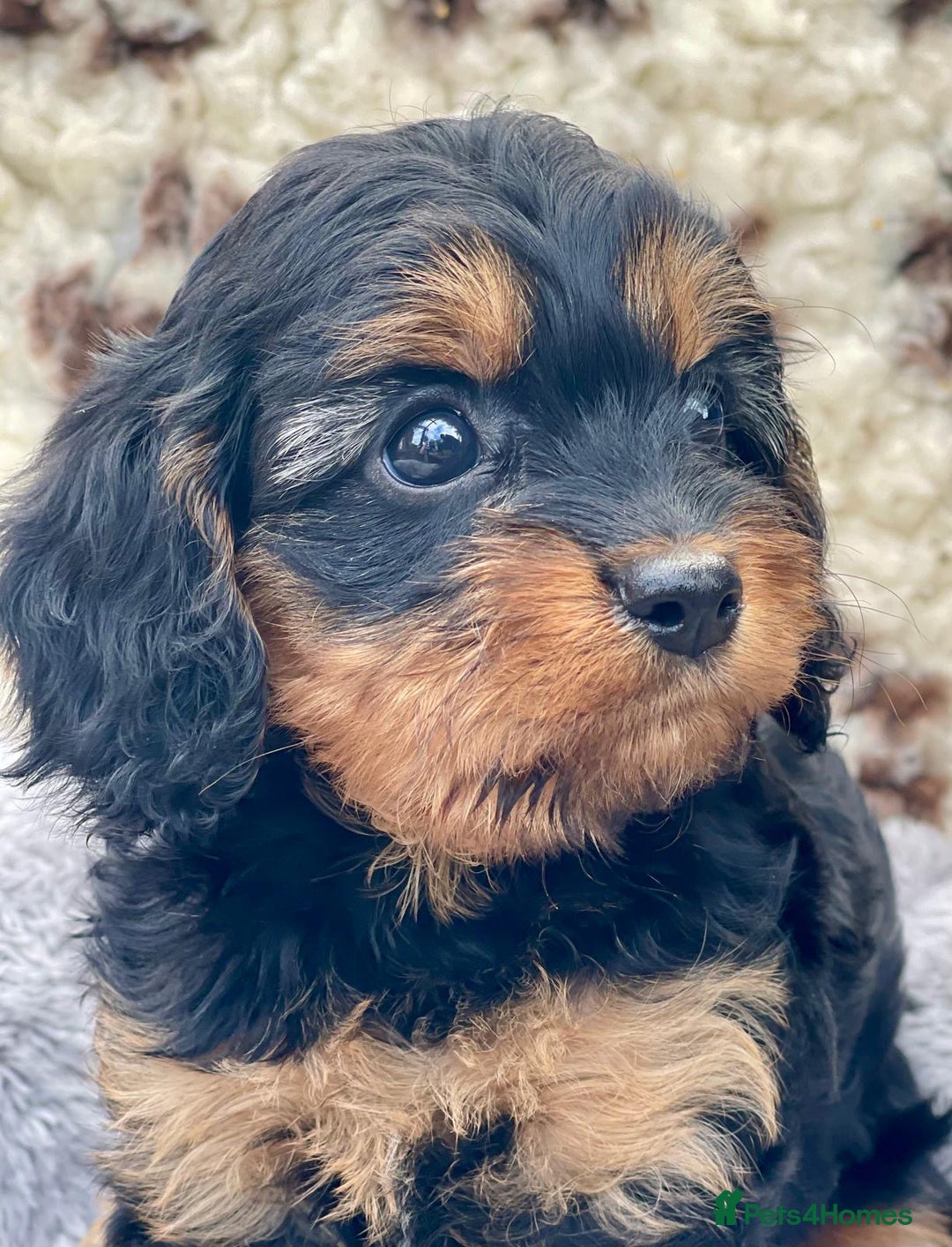 Cavapoo dogs for sale: Toy Cavapoo puppies  - Image 6