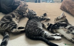 Maine Coon cats for sale: Adorable Kittens - Image 11