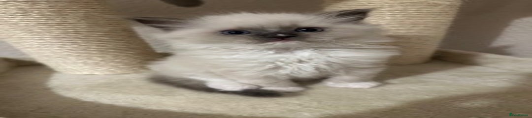 Ragdoll Kitten 3