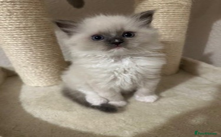 Ragdoll cats - Advert 9