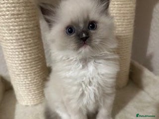Ragdoll cats - Advert 20