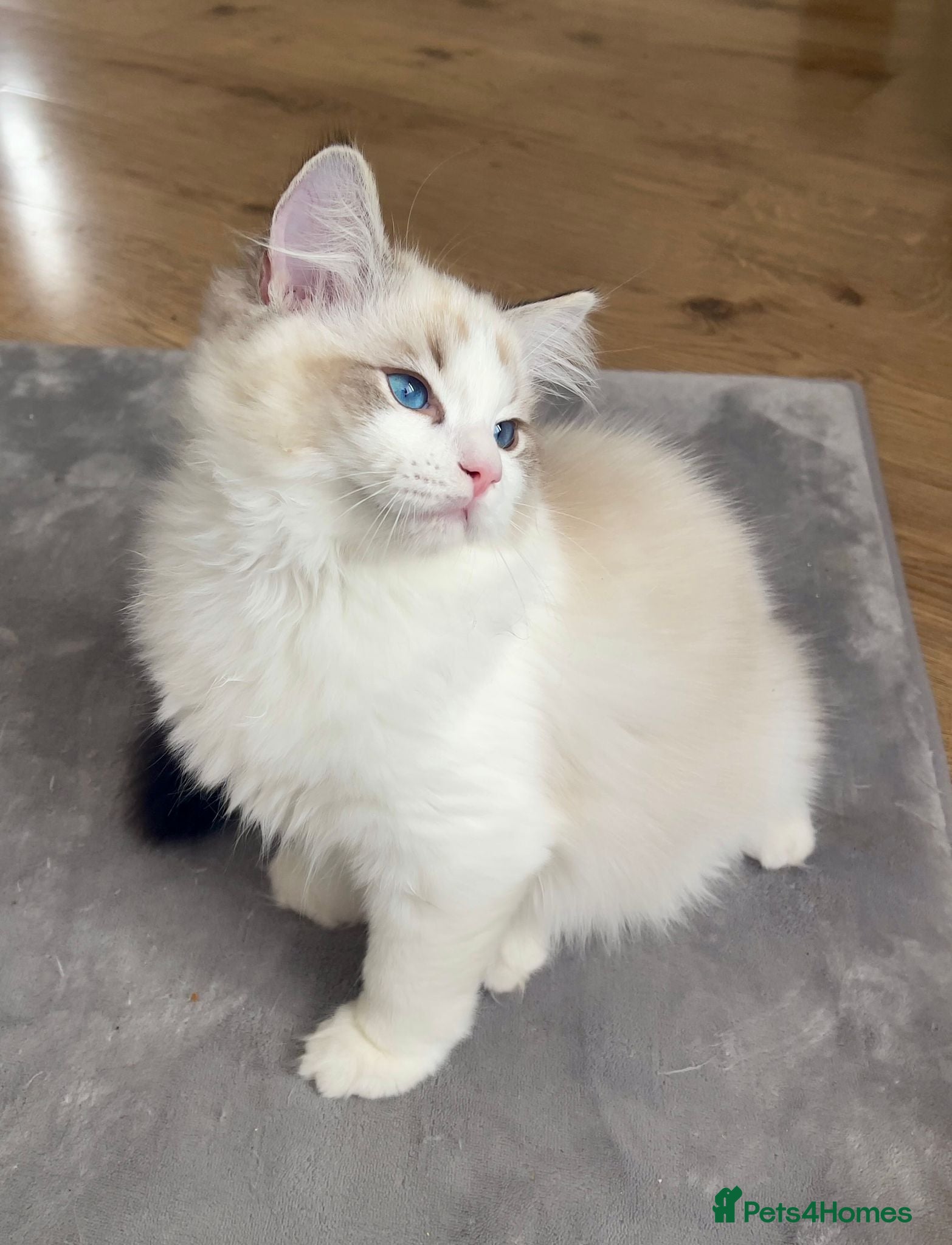Ragdoll cats LAST BOY LEFT TICA Ragdoll Kittens – Ready Now! - Advert 11