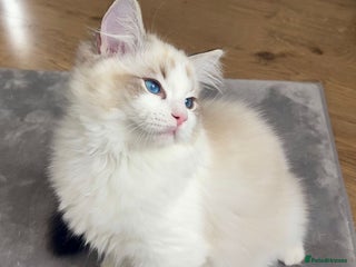 Ragdoll cats LAST BOY LEFT TICA Ragdoll Kittens – Ready Now! - Advert 11