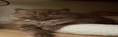 British Longhair Kitten 2