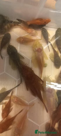 Live Bearers fish in Peterborough - Advert 19