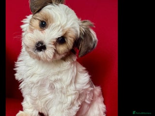 Yorkshire Terrier dogs Rare Blueberry Yorkshire terrier (tested parent) - Advert 6