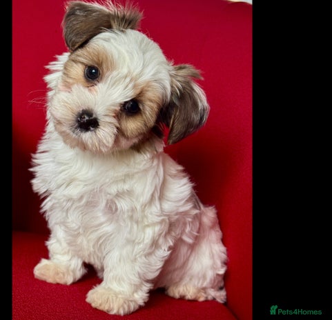 Yorkshire Terrier dogs Rare Blueberry Yorkshire terrier (tested parent) - Advert 1