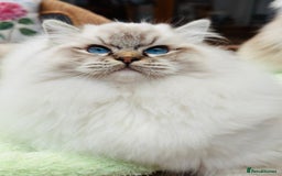 Ragdoll cats for sale: Super Affectionate Ragdoll Kittens Fife Reg - Image 23