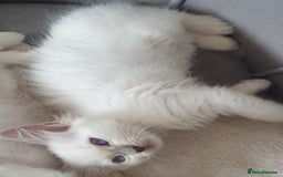 Ragdoll cats for sale: Beautiful GCCF lilac and Cream Point kittens - Image 33