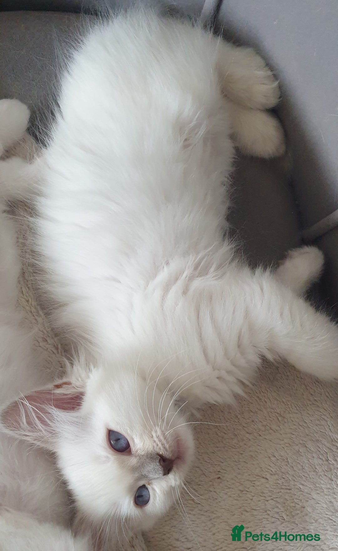 Ragdoll cats for sale: Beautiful GCCF lilac and Cream Point kittens - Image 33