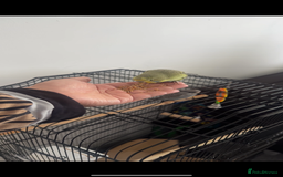 Budgerigars birds for sale: 2 Budgies for sale  - Image 4
