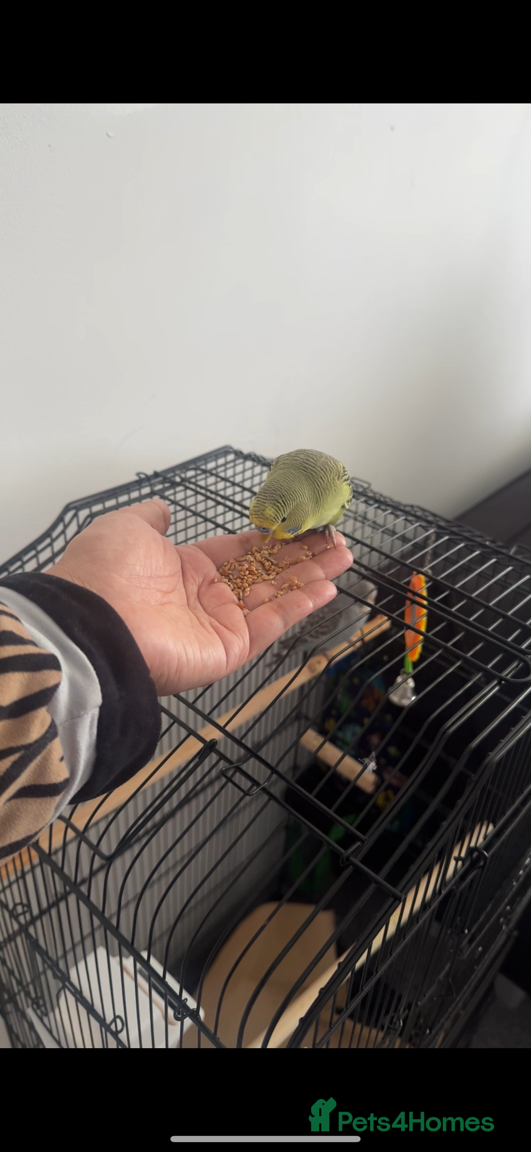 Budgerigars birds for sale: 2 Budgies for sale  - Image 4