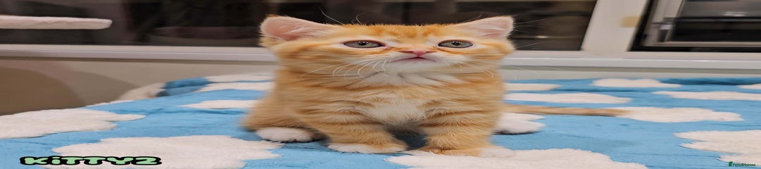 Kitten 2 Boy Red (Ginger) Tabby 