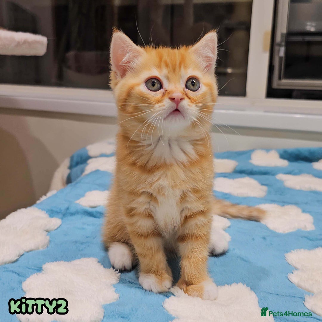 British Shorthair cats for sale: Adorable Kittens Ready For Reservation  - Image 6