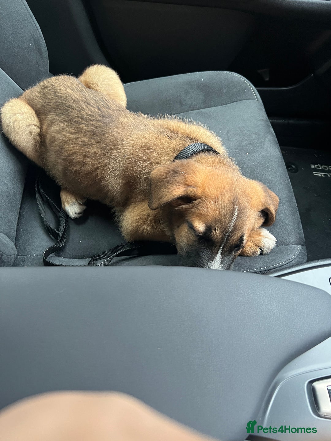 Mixed Breed dogs for sale: Belgian malinois x saint bernard - Image 9
