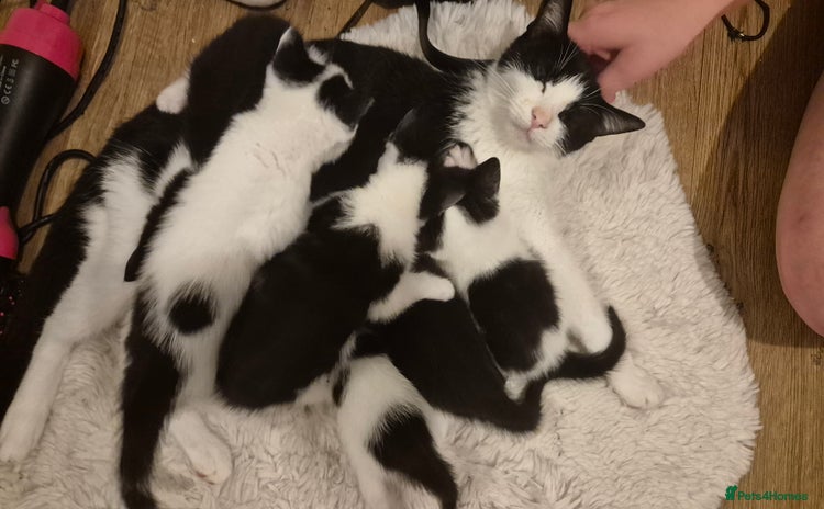 Domestic Shorthair cats 1 black and white female available  - Advert 1