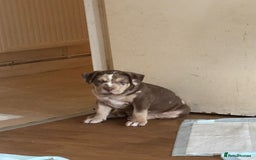 American Bully dogs for sale: Standard American Bully Pups (NOT XL) - Image 2
