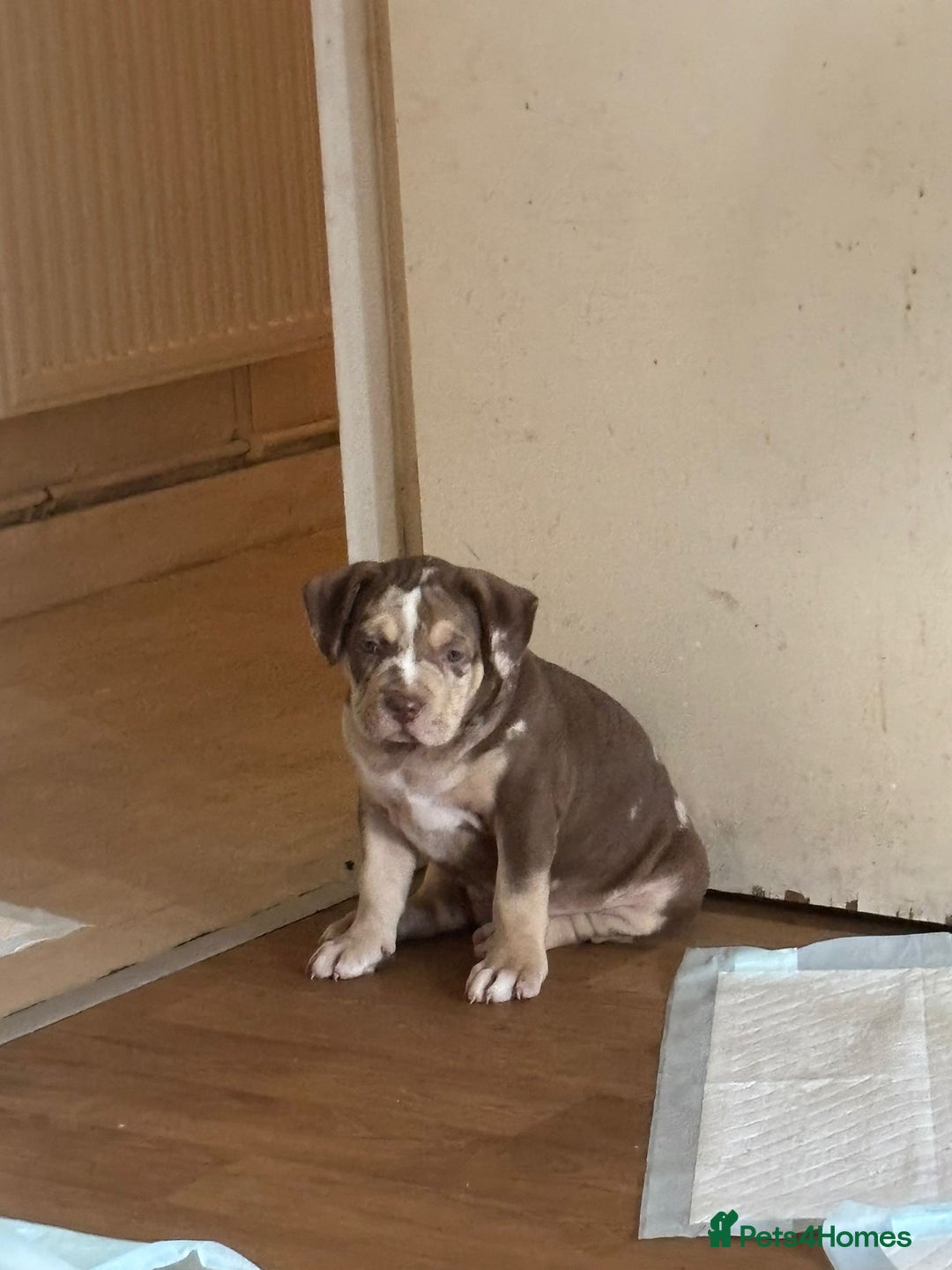 American Bully dogs for sale: Standard American Bully Pups (NOT XL) - Image 2