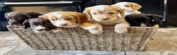 Cocker Spaniel dogs for sale: 🐾 Beautiful Working RKC Cocker Spaniel Puppies🐾 - Advert 4