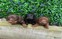 Miniature Dachshund dogs for sale: Long Haired Miniature Dachshund puppies - Image 1
