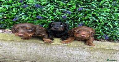 Miniature Dachshund dogs - Advert 6