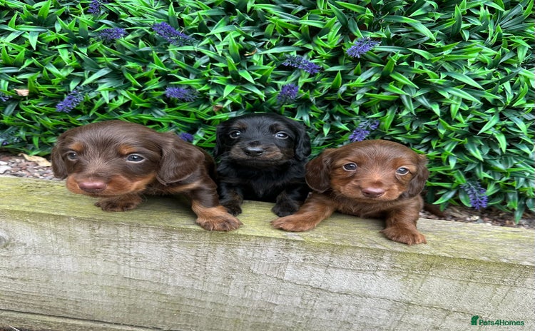 Miniature Dachshund dogs - Advert 1