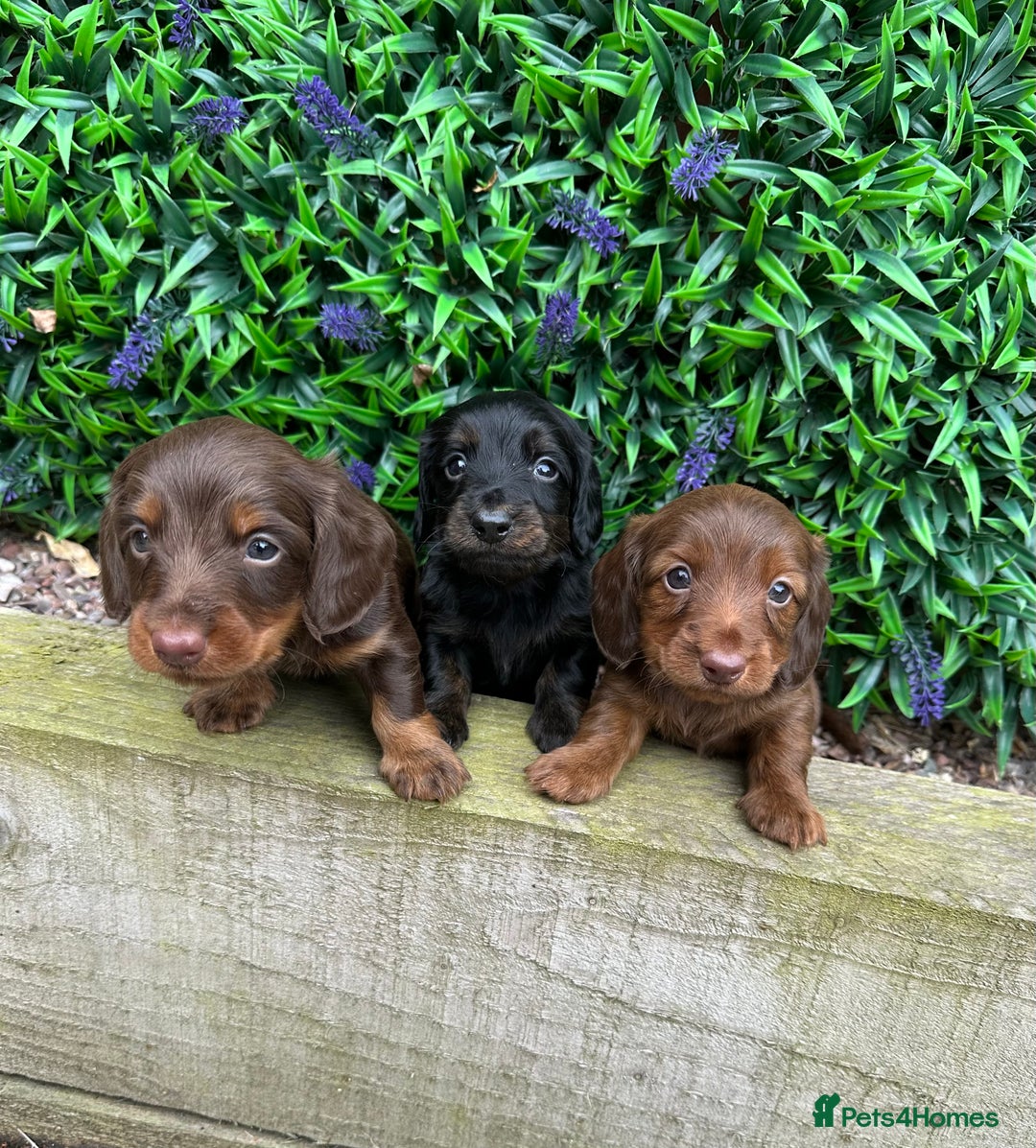 Miniature Dachshund dogs for sale: Long Haired Miniature Dachshund puppies - Image 1