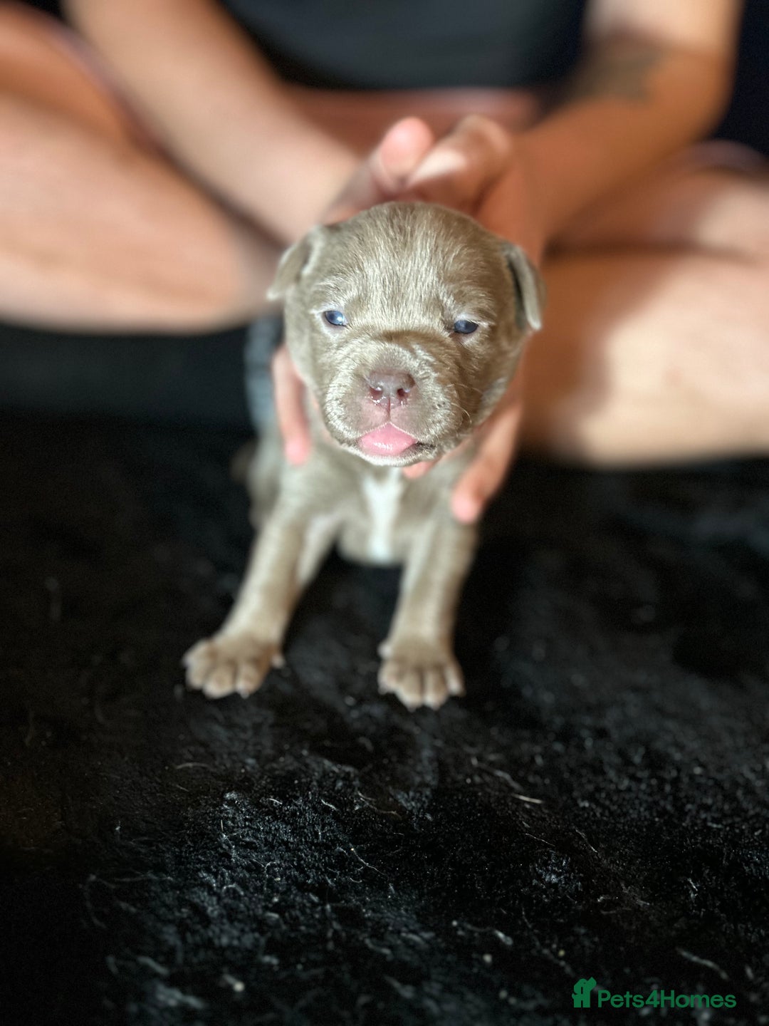 Mixed Breed dogs for sale: Staffadors staffy x labs  - Advert 24