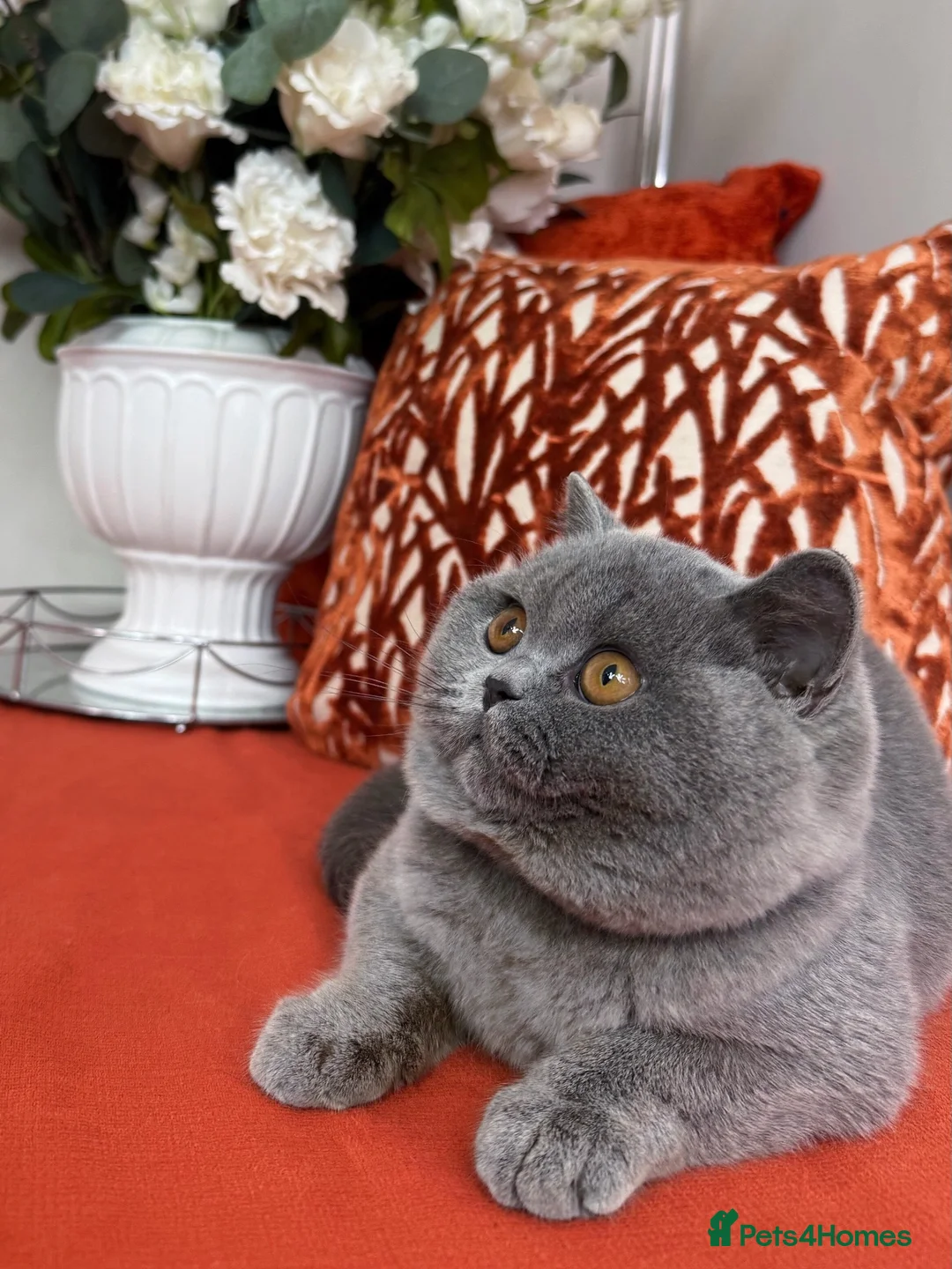 British Shorthair cats for sale: British shorthair  - Advert 7