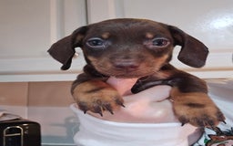 Miniature Dachshund dogs for sale: Miniature dachshunds 🐶 - Advert 7