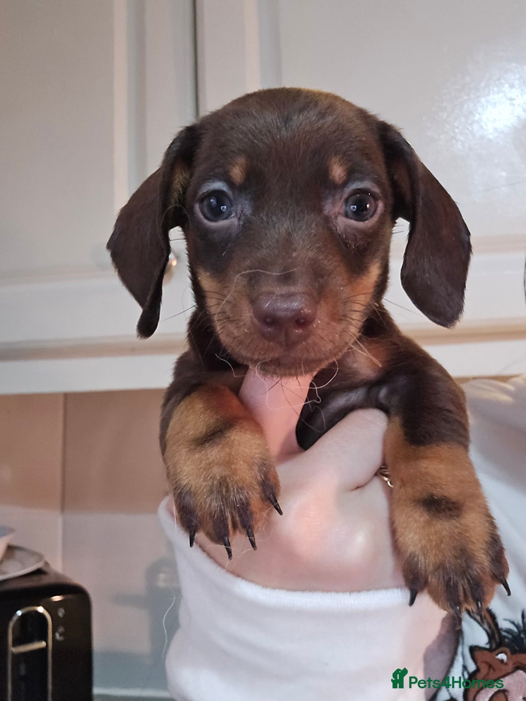 Miniature Dachshund dogs for sale: Miniature dachshunds 🐶 - Advert 7