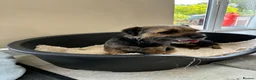 Border Terrier dogs for sale: Beautiful blue and tans Borders  in Doncaster - Advert 2