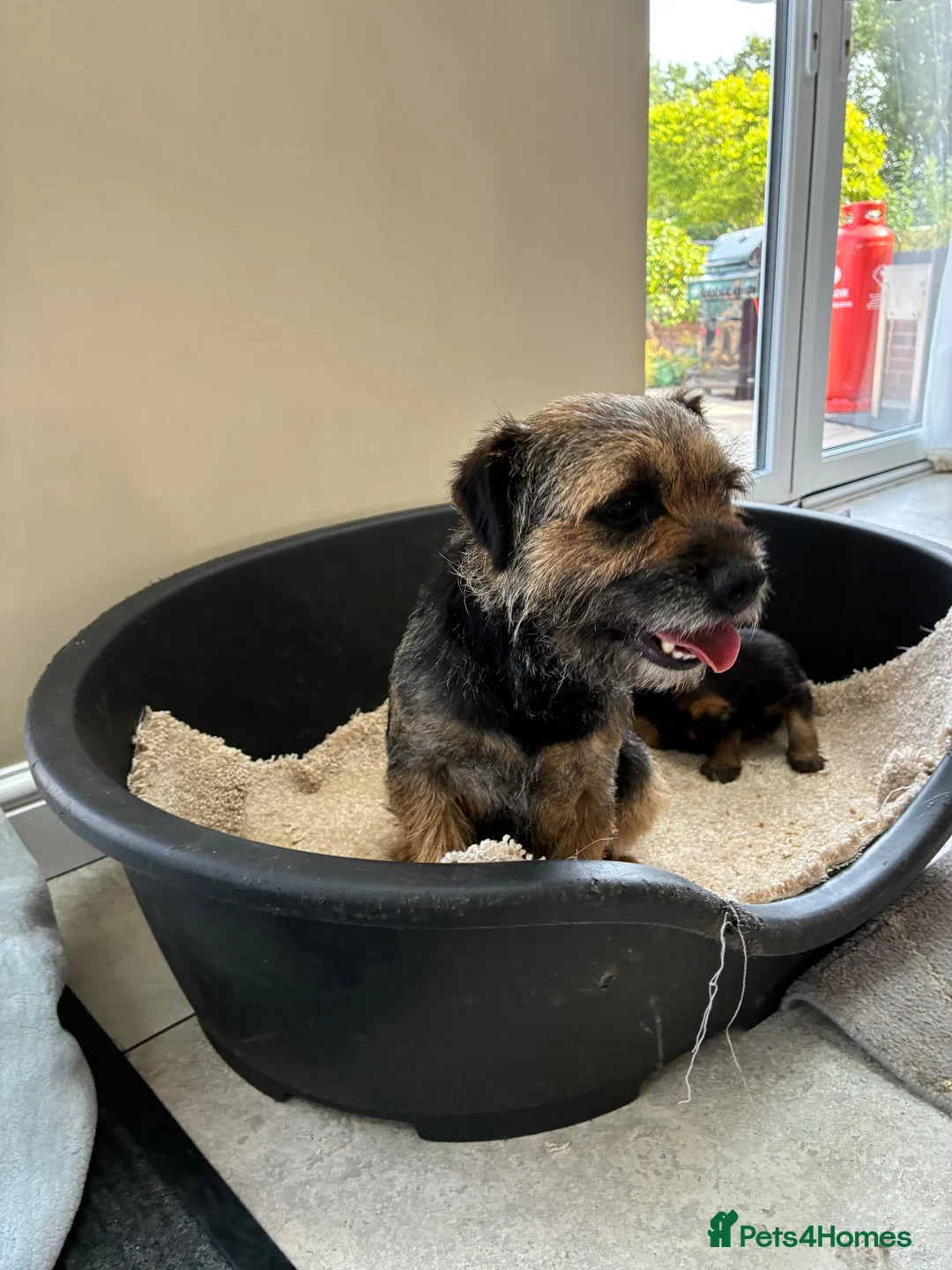 Border Terrier dogs for sale: Beautiful blue and tans Borders  in Doncaster - Advert 2