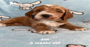 Cockapoo dogs Extensively Tested F1 Cockapoos - Advert 1