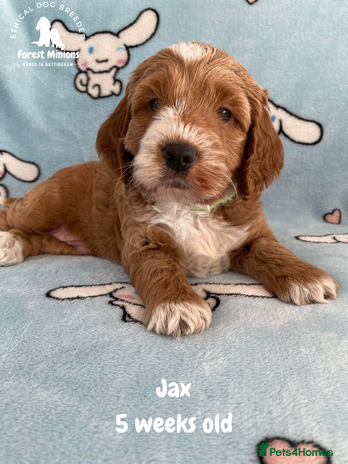 Cockapoo dogs - Advert 14