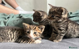 Mixed Breed cats for sale: 3 playful kittens  - Image 5