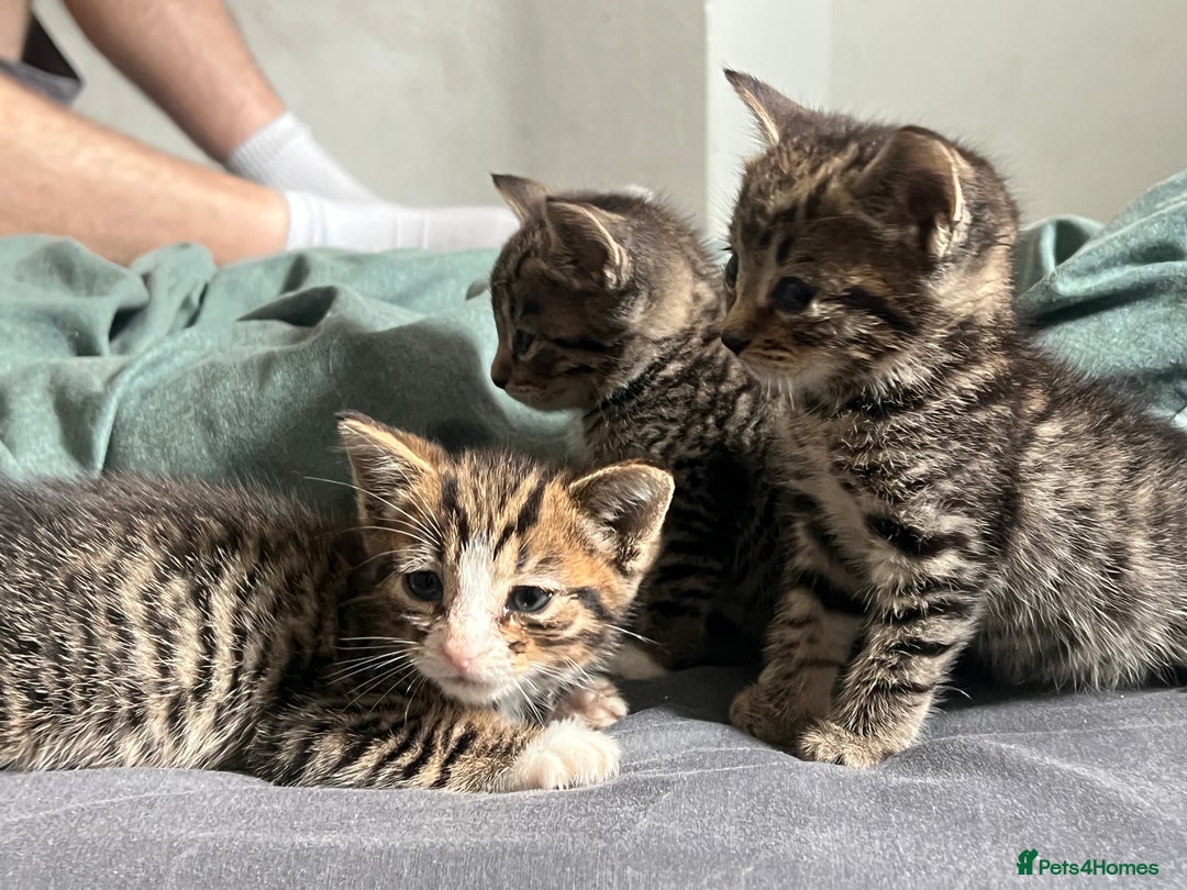 Mixed Breed cats for sale: 3 playful kittens  - Image 5