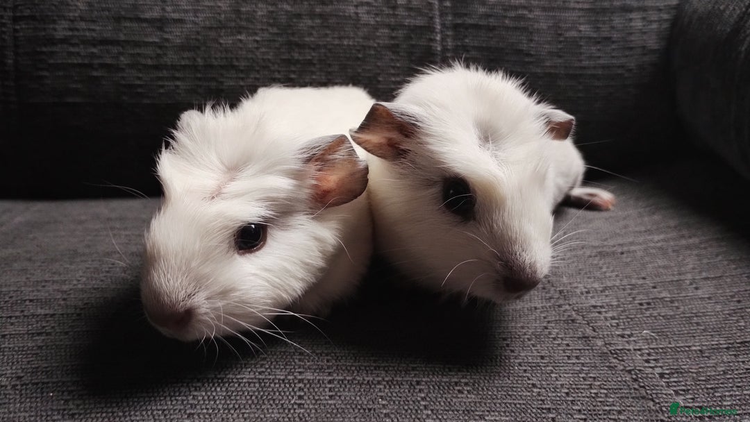 Guinea Pig rodents for sale: Pair of male guinea pigs so beautiful  - Image 2