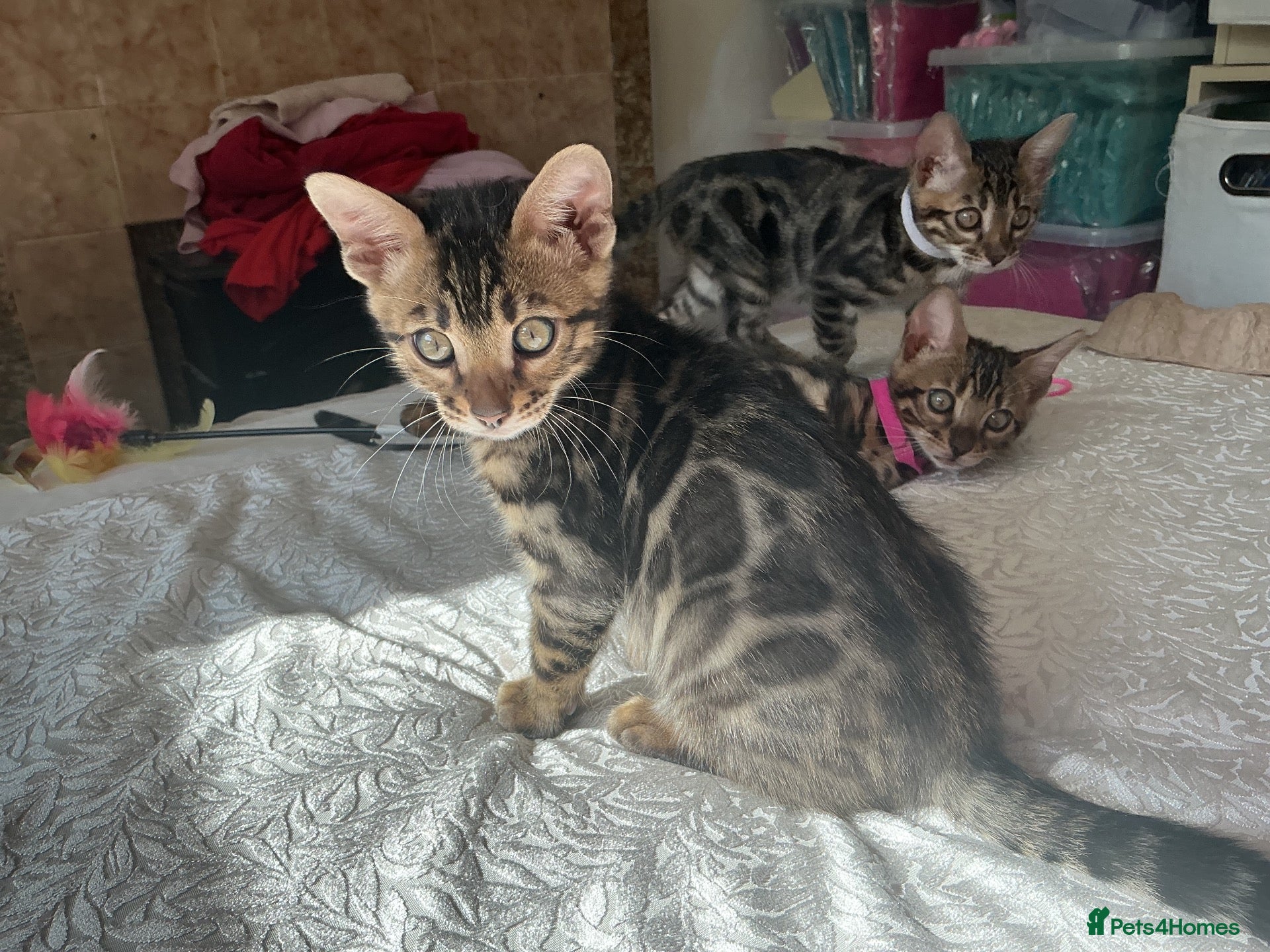 Bengal cats Adorable Bengal kittens reg pedigree ready now  - Advert 2